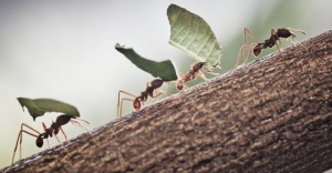 17fev2014---formigas-cortadeiras-transportam-pequenos-pe_003